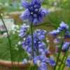In the alpine house