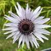 Purple Berkheya (Berkheya purpurea 'Zulu Warrior')