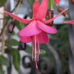 Uploaded by waxplant