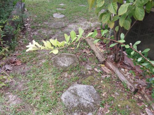 Thumb of 2026-09-02/gingin/c88d74