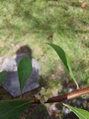 Thumb of 2026-09-02/gingin/ca690a
