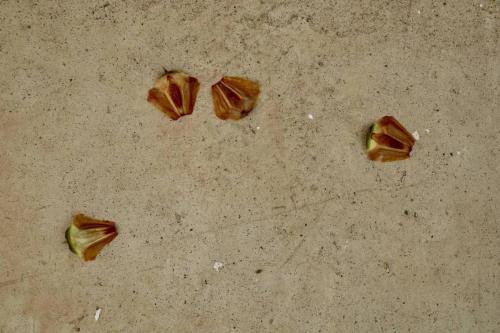Thumb of 2026-09-05/Baja_Costero/c250e0