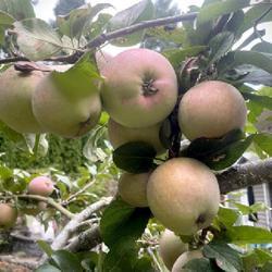 Uploaded by Newgreen