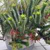 This plant was odd in flowering on the downlow.