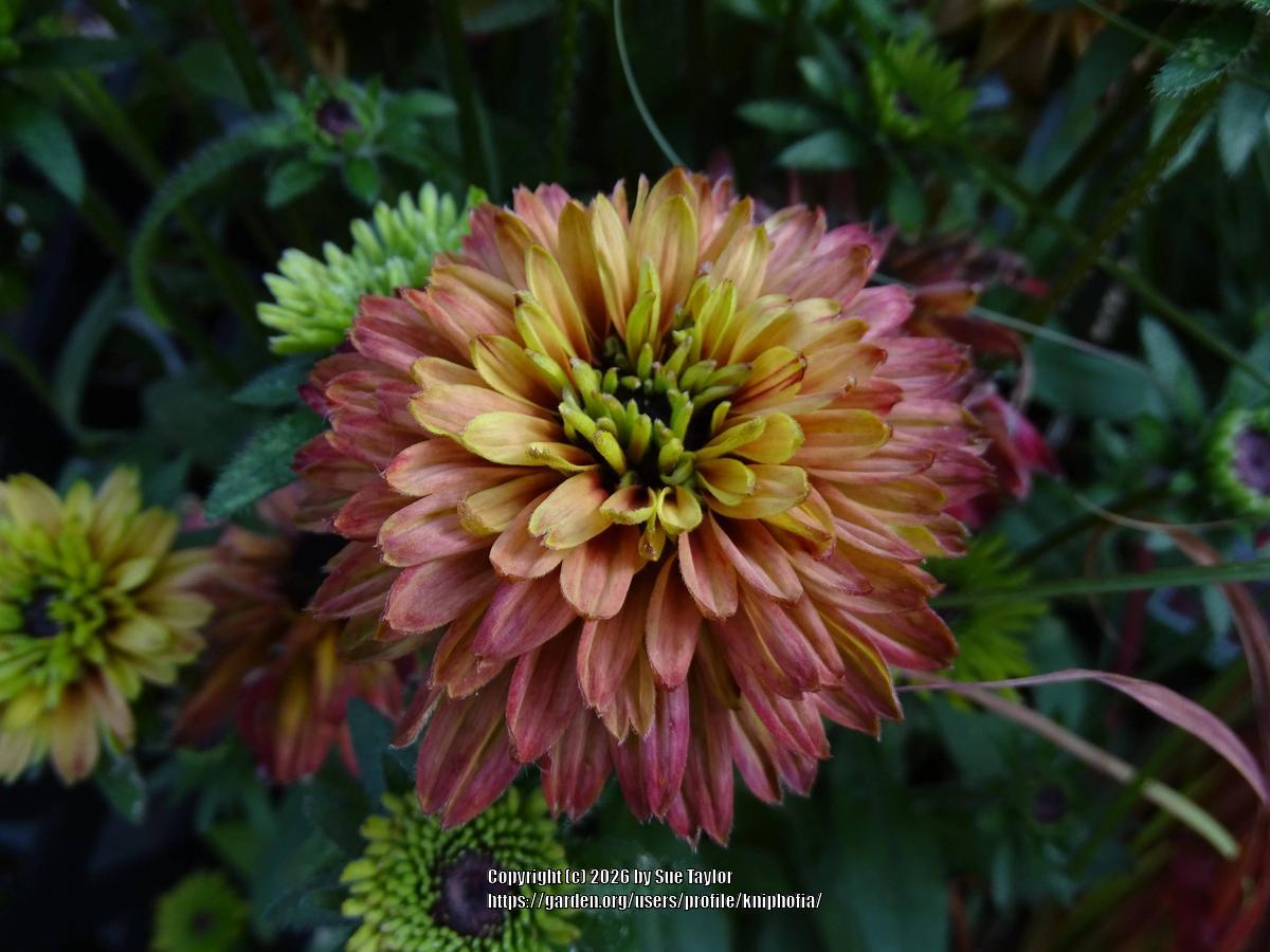 Uploaded by kniphofia
