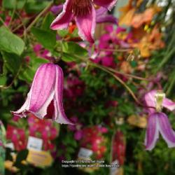 Uploaded by kniphofia
