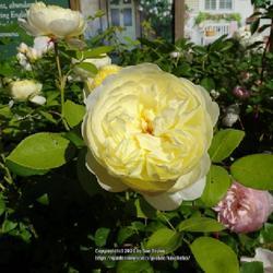 Uploaded by kniphofia Uploaded by kniphofia