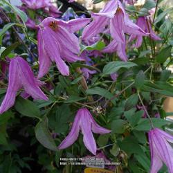 Uploaded by kniphofia