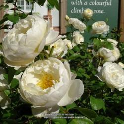 Uploaded by kniphofia Uploaded by kniphofia