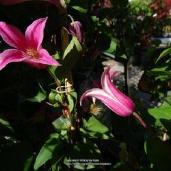 Uploaded by kniphofia