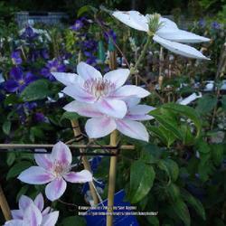 Uploaded by kniphofia