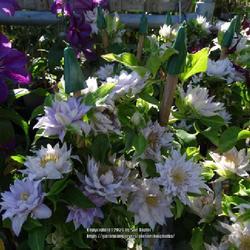 Uploaded by kniphofia