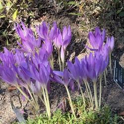 Uploaded by SL_gardener