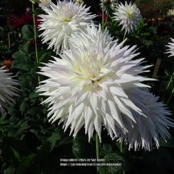 Uploaded by kniphofia