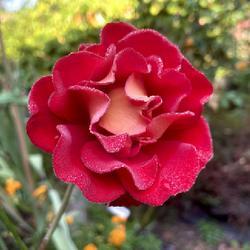 Uploaded by Newgreen